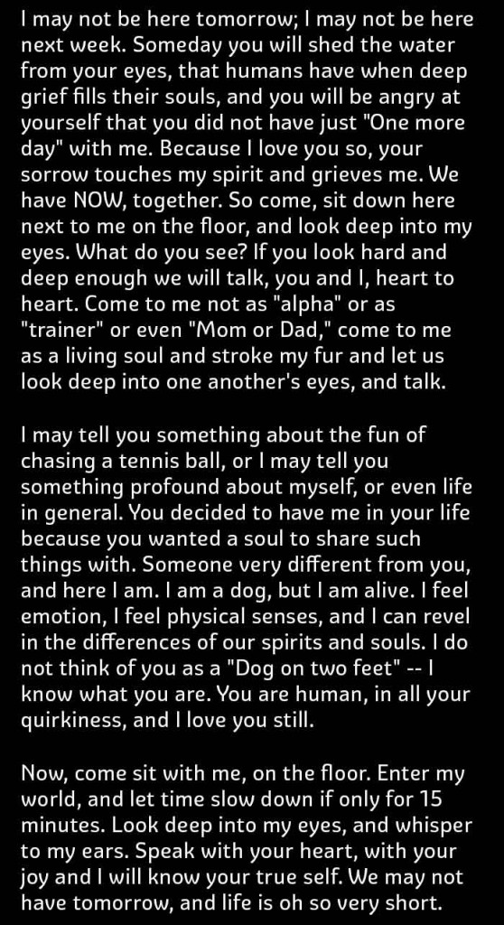 This Is What Your Dog Thinks About You. This Made Me Tear Up. - Hrtwarming