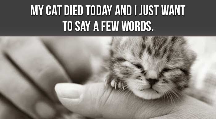 my-cat-died-today-and-i-just-want-to-say-a-few-words-heartwarming