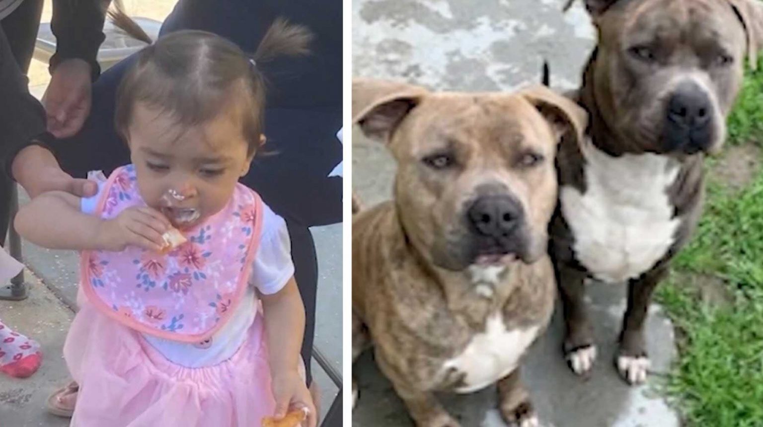 Mom Forced to Stab Family Pet to Death as 2 Dogs Attacked Her Baby: 'My ...